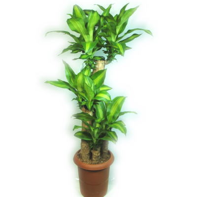 観葉植物 ドラセナマッサン 幸福の木 L をお届けします ひまわり花壇のフラワーギフト